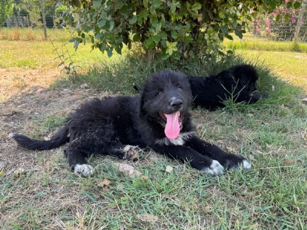 BIAGIO  cucciolo di 2 mesi  futura taglia grande | Foto 0
