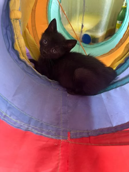 GATTINI DI 2 MESI | Foto 4