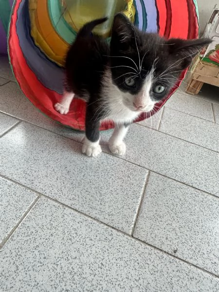 GATTINI DI 2 MESI | Foto 3