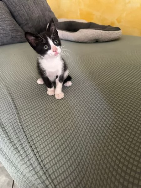 GATTINI DI 2 MESI | Foto 2