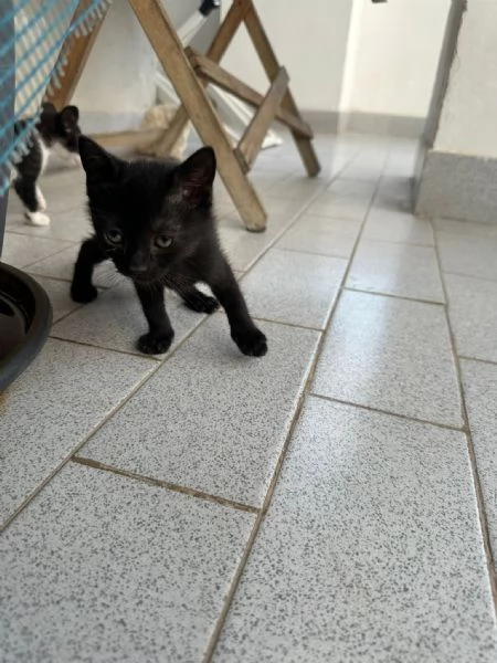 GATTINI DI 2 MESI | Foto 1