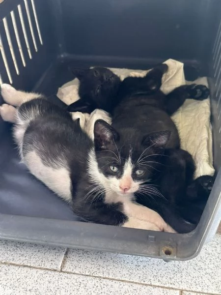 GATTINI DI 2 MESI | Foto 0