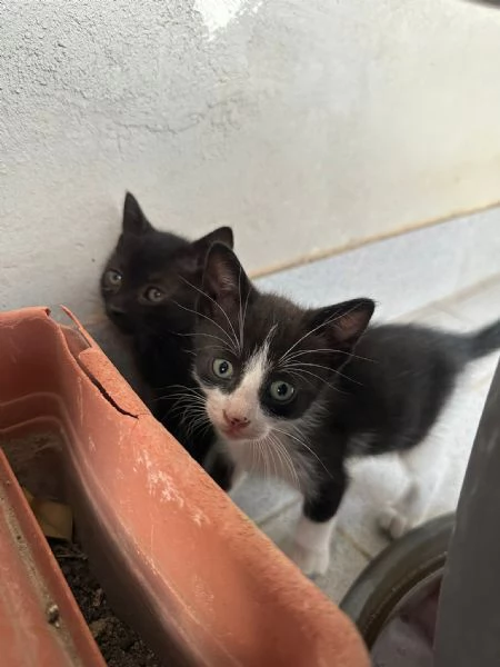GATTINI DI 2 MESI