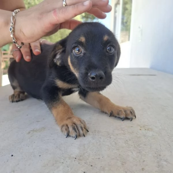ELIOT  cucciolo di 3 mesi  taglia mediopiccola | Foto 3