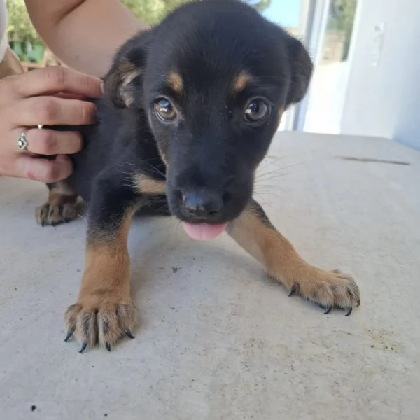 ELIOT  cucciolo di 3 mesi  taglia mediopiccola | Foto 2