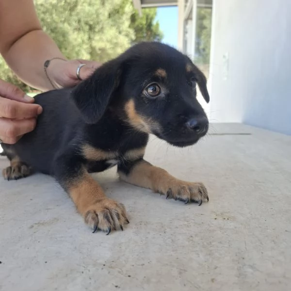 ELIOT  cucciolo di 3 mesi  taglia mediopiccola | Foto 1