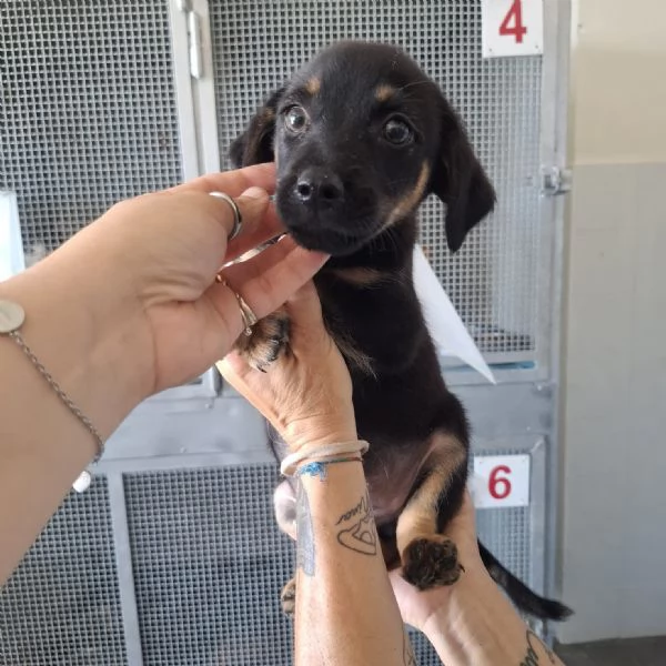 ELIOT  cucciolo di 3 mesi  taglia mediopiccola | Foto 0