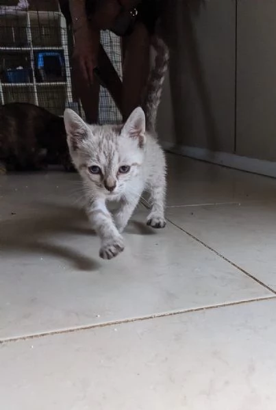 MOJITO  gattino di 2 mesi | Foto 4