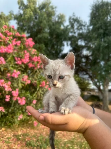 MOJITO  gattino di 2 mesi