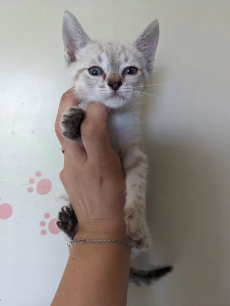 MOJITO  gattino di 2 mesi | Foto 0