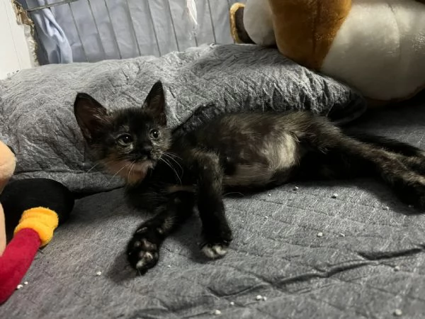 LUCIA  gattina di 2 mesi | Foto 2