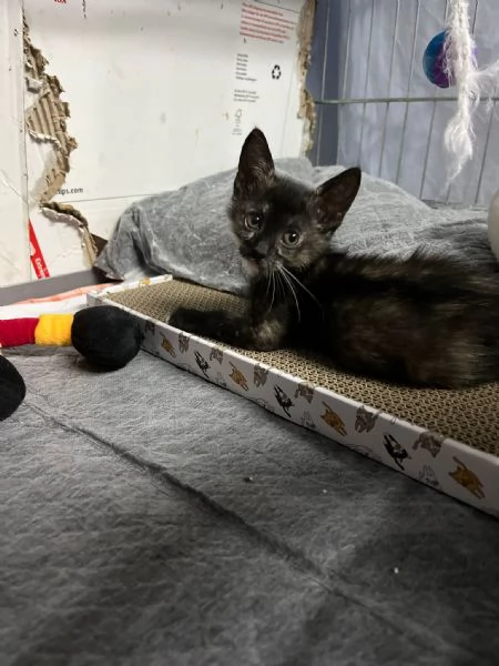 LUCIA  gattina di 2 mesi | Foto 1