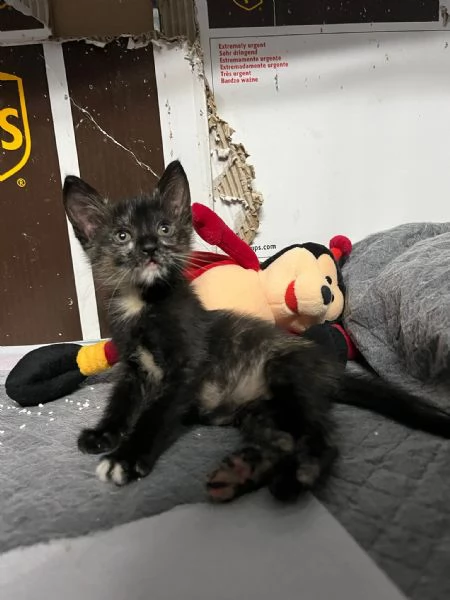 LUCIA  gattina di 2 mesi