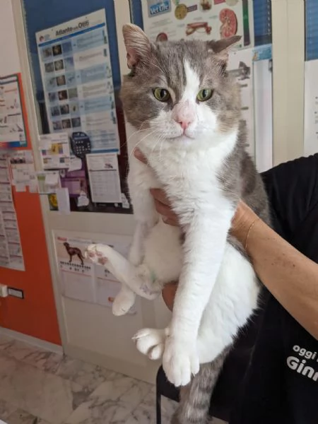 MICIO  gattone di 3 anni | Foto 4