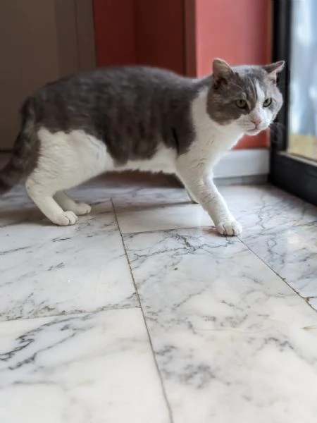 MICIO  gattone di 3 anni | Foto 3