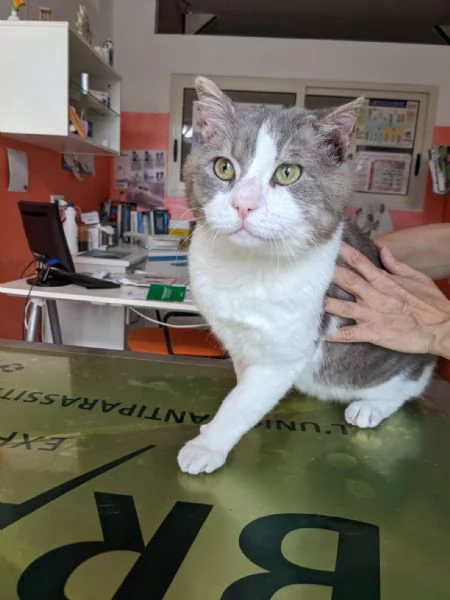 MICIO  gattone di 3 anni | Foto 2