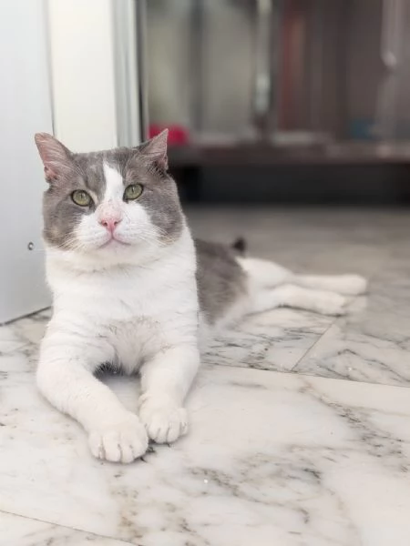 MICIO  gattone di 3 anni