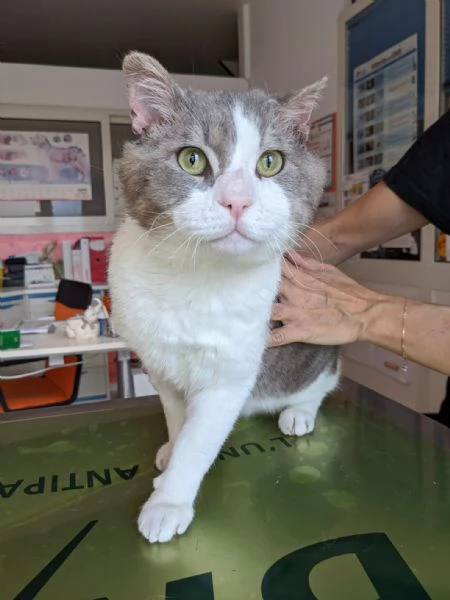 MICIO  gattone di 3 anni | Foto 1