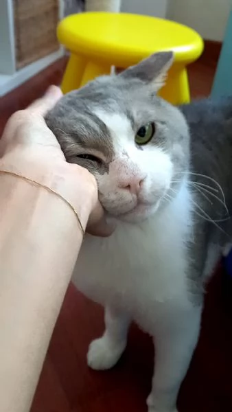 MICIO  gattone di 3 anni | Foto 0
