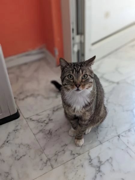 CALZINO  gattino di 3 anni | Foto 2