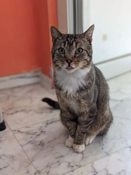 CALZINO  gattino di 3 anni | Foto 1