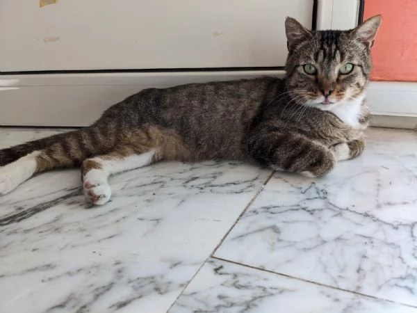 CALZINO  gattino di 3 anni