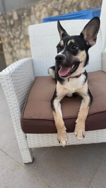 TOMMY  cucciolo di 7 mesi  taglia piccola | Foto 1