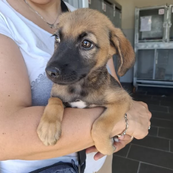 MINDI  cucciola di 3 mesi  taglia piccola | Foto 2