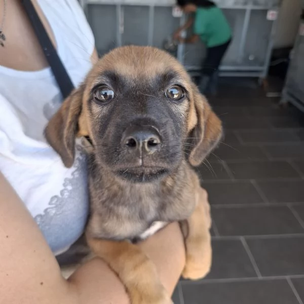 MINDI  cucciola di 3 mesi  taglia piccola | Foto 1