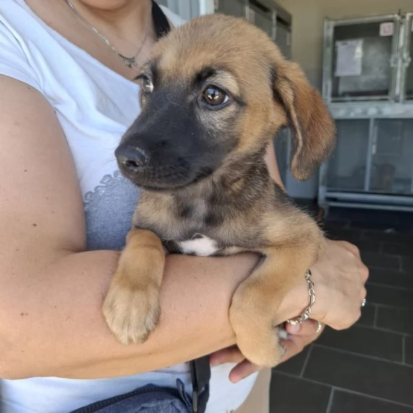MINDI  cucciola di 3 mesi  taglia piccola | Foto 0