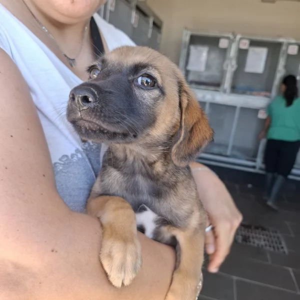 MINDI  cucciola di 3 mesi  taglia piccola