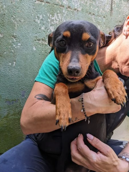 EDDY  cagnolino di 3 anni  taglia piccola | Foto 2