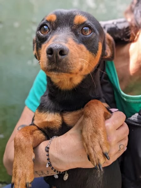 EDDY  cagnolino di 3 anni  taglia piccola | Foto 0