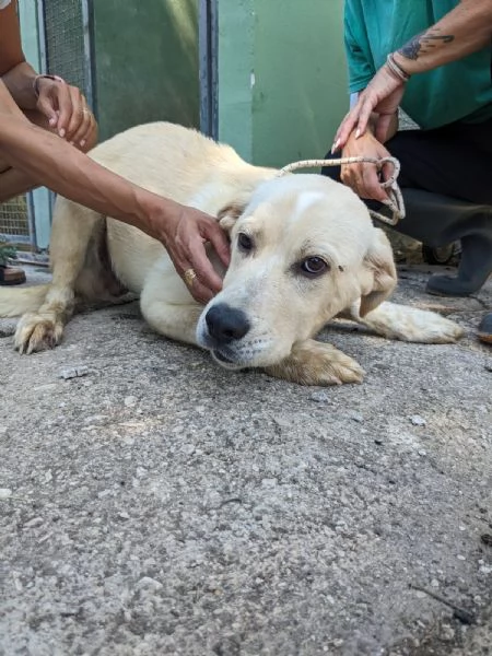 CREMINO  cucciolo simil labrador di 10 mesi