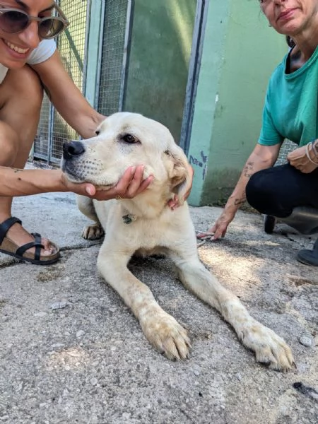 CREMINO  cucciolo simil labrador di 10 mesi | Foto 4