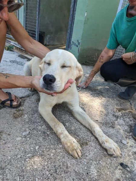 CREMINO  cucciolo simil labrador di 10 mesi | Foto 2