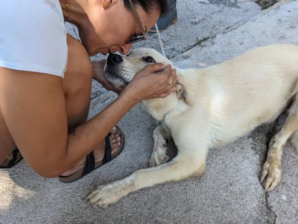 CREMINO  cucciolo simil labrador di 10 mesi | Foto 1