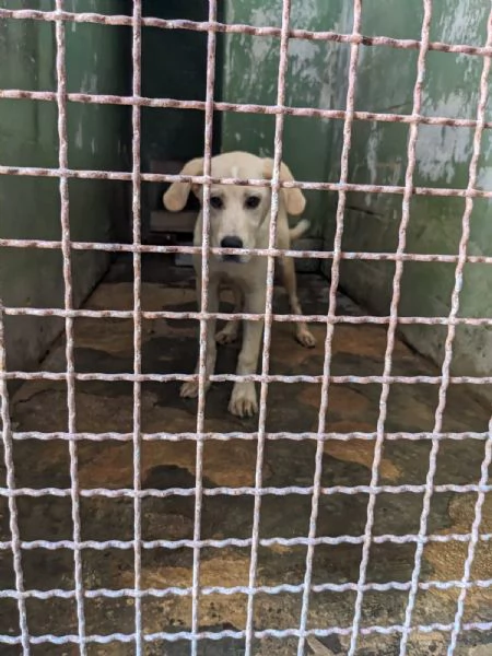 CREMINO  cucciolo simil labrador di 10 mesi | Foto 0