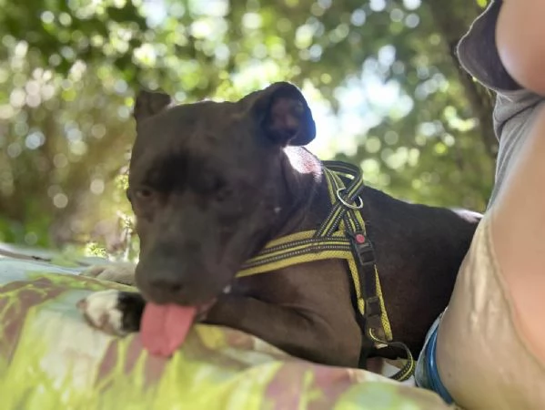 MILA  simil pitbull di 5 anni | Foto 5