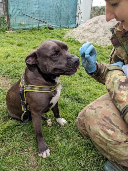 MILA  simil pitbull di 5 anni | Foto 4