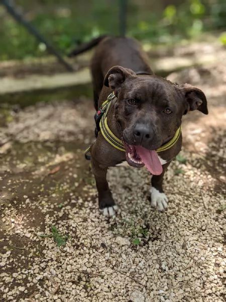 MILA  simil pitbull di 5 anni
