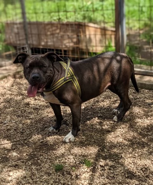 MILA  simil pitbull di 5 anni | Foto 3