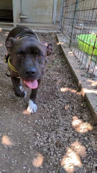 MILA  simil pitbull di 5 anni | Foto 2