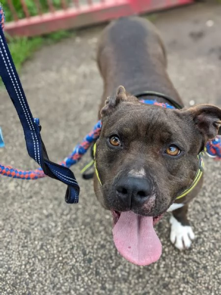 MILA  simil pitbull di 5 anni | Foto 1