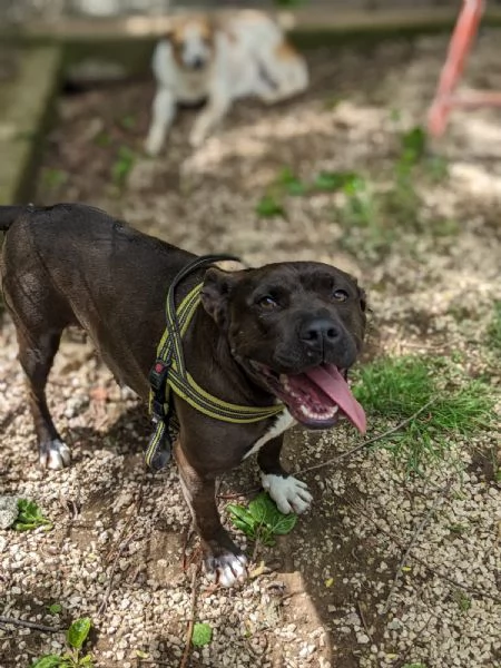 MILA  simil pitbull di 5 anni | Foto 0