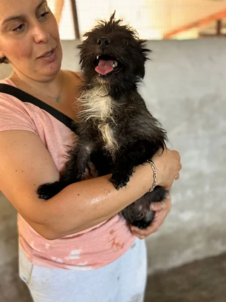 SPARROW  cucciolo di 10 mesi  taglia mini | Foto 4