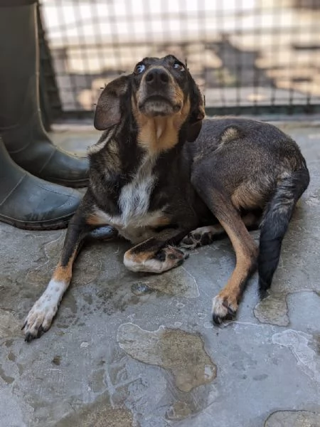 NOISETTE  cagnolina di 2 anni em ezzo | Foto 3