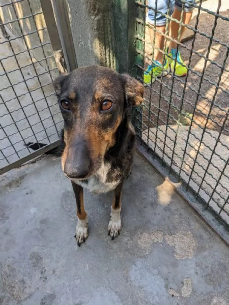 NOISETTE  cagnolina di 2 anni em ezzo