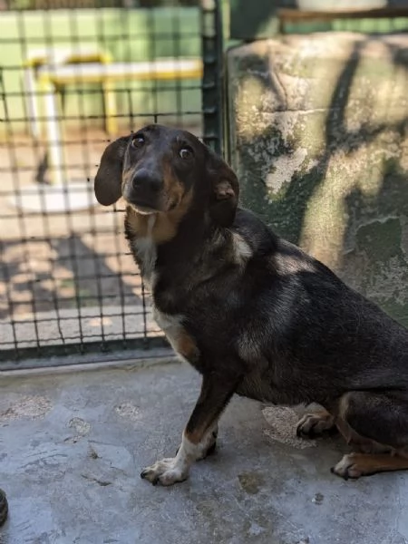 NOISETTE  cagnolina di 2 anni em ezzo | Foto 1