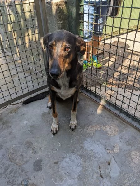 NOISETTE  cagnolina di 2 anni em ezzo | Foto 0